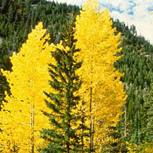 A grove of quaking aspen