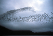 Auklet flock, Shumagins, March 2006