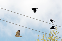 Crows mobbing a red-tailed hawk