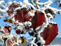 Hoarfrost coating Autumn leaves