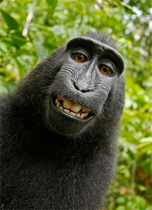 A Celebes Crested Macaque