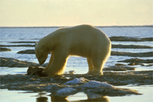 A polar bear, feeding, on land