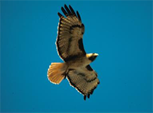 A red-tailed hawk