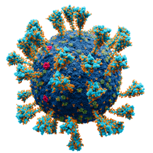 A scientifically accurate atomic model of the external structure of the SARS-CoV-2