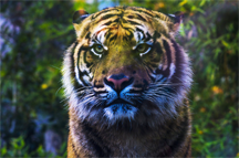 A Bengal Tiger