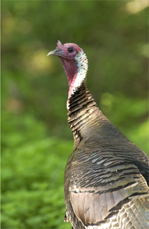 A wild turkey