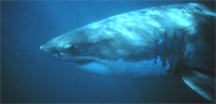 A white shark off the California coast