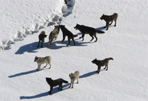 A wolf pack, probably preparing for a hunt